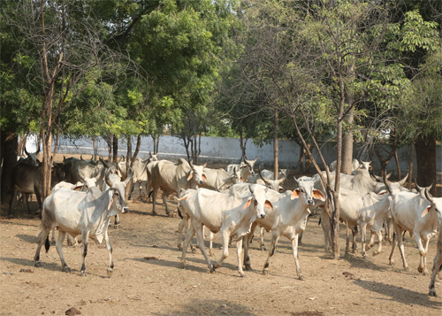 gaupuja