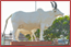 gau